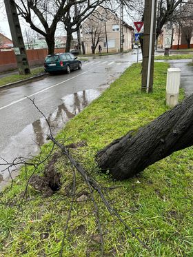 copac desprins cazut timisoara (2)