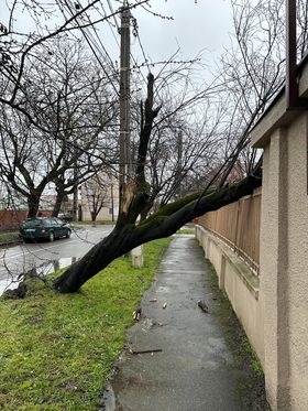 copac desprins cazut timisoara (3)