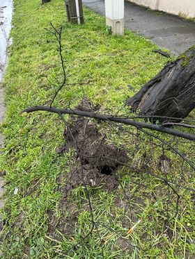 copac desprins cazut timisoara (1)