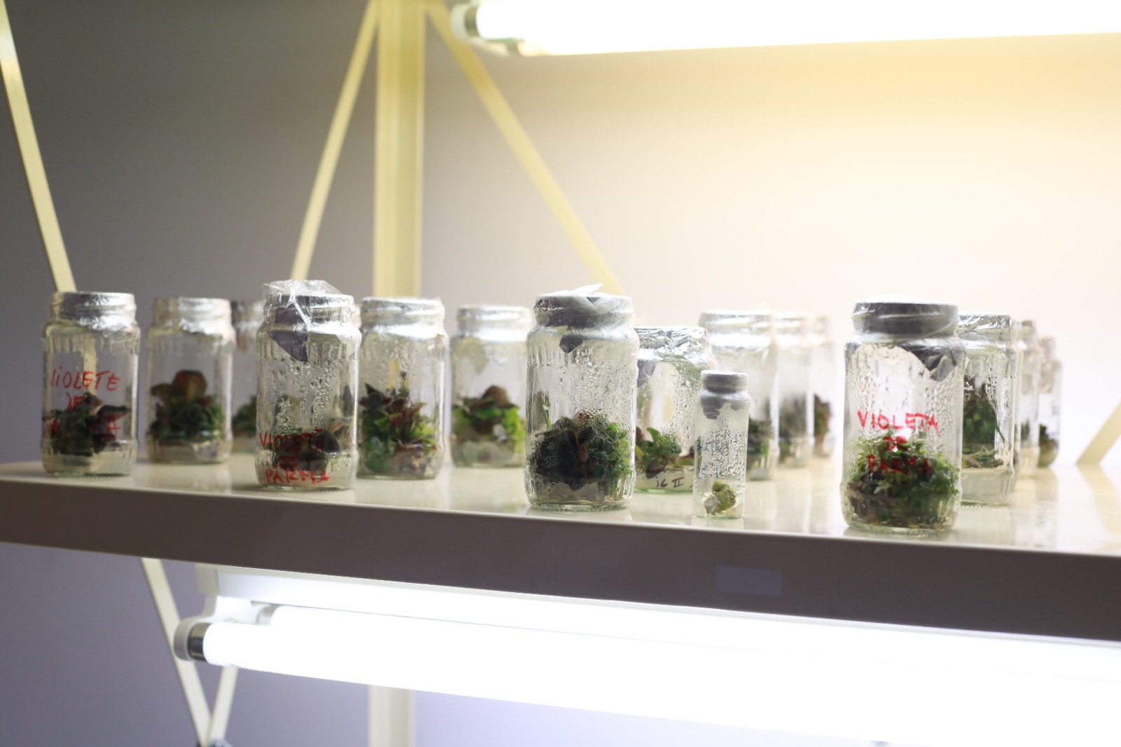 Chronic Desire - Multiplexity (4)