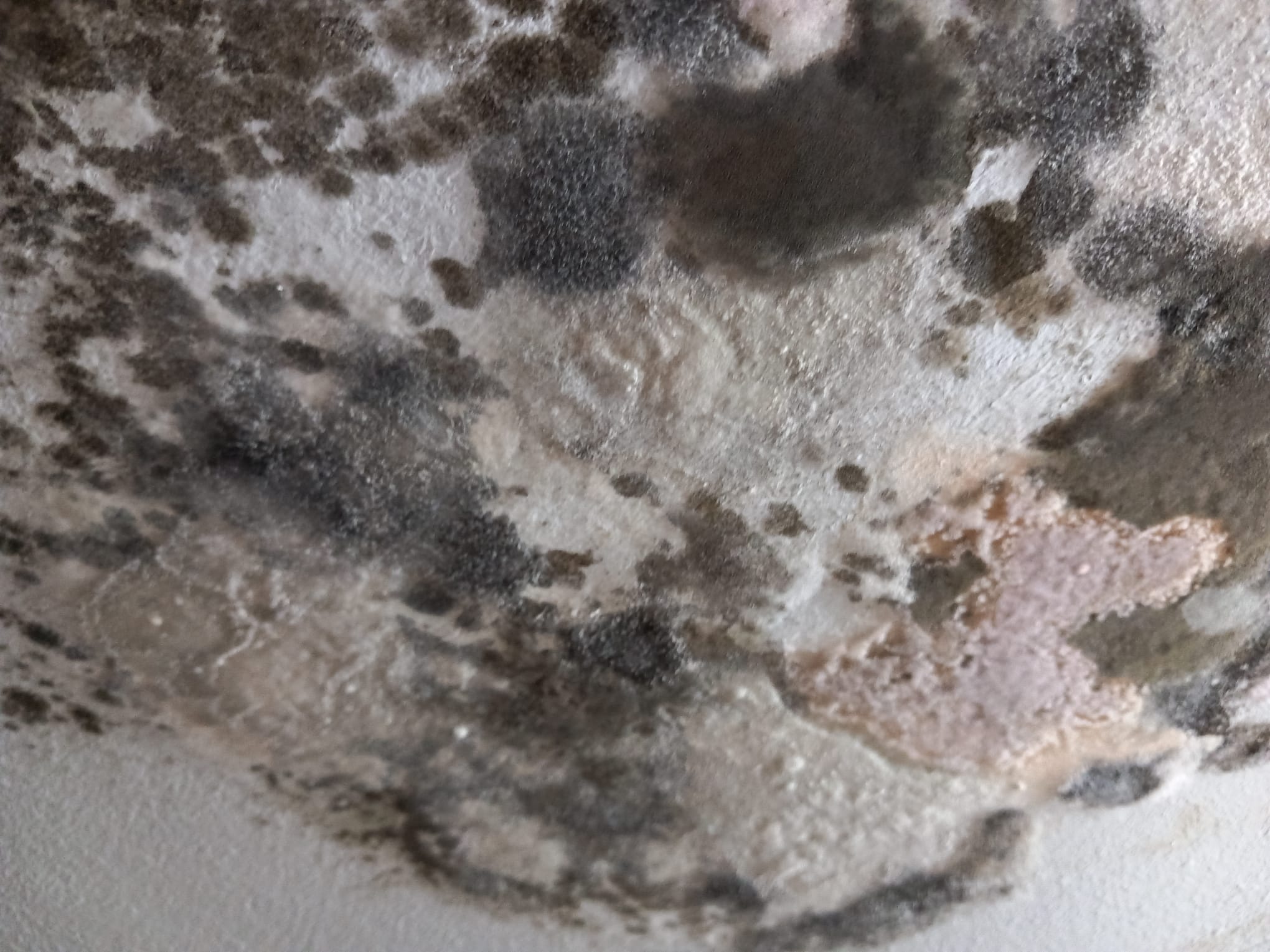 mizerie control opc timisoara sanandrei (48)