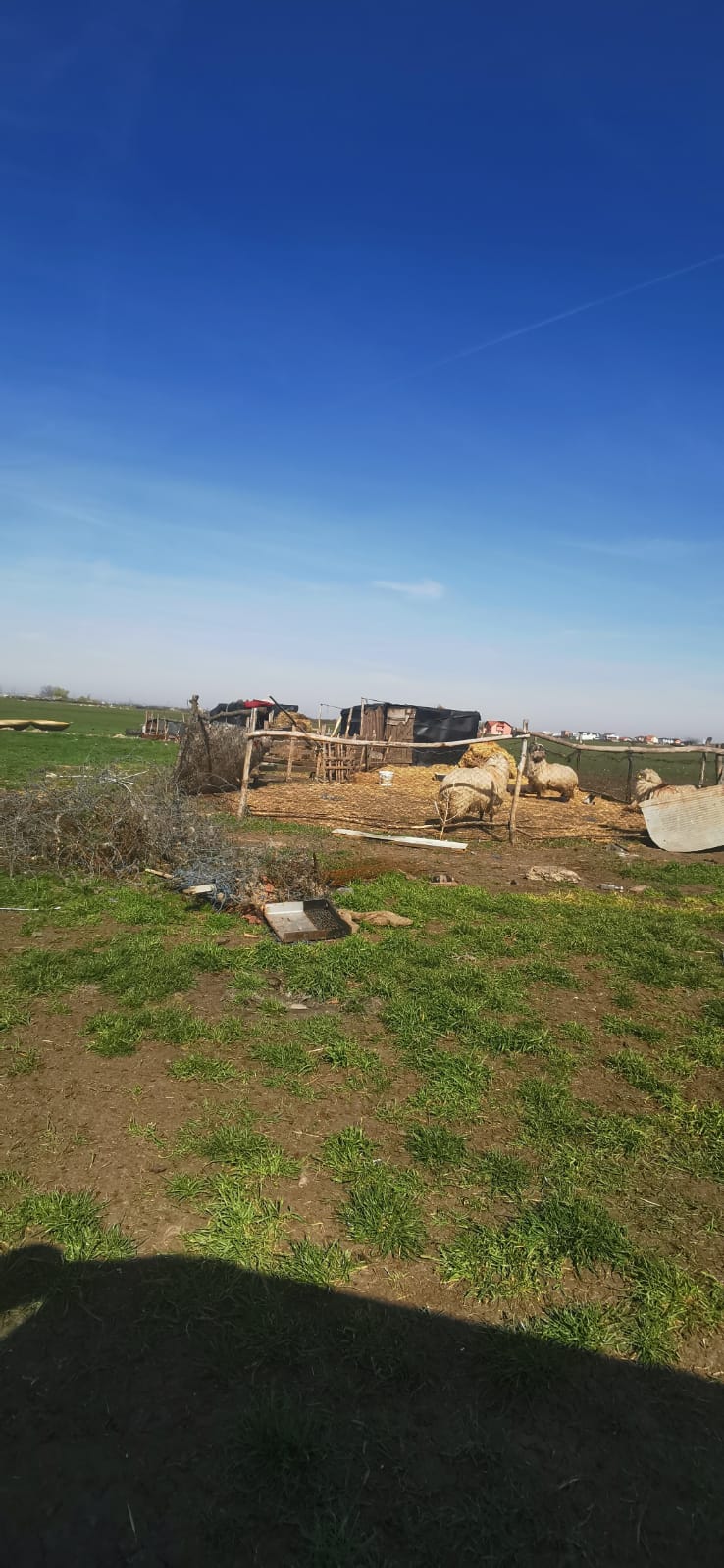 perdeaua forestiera (4)