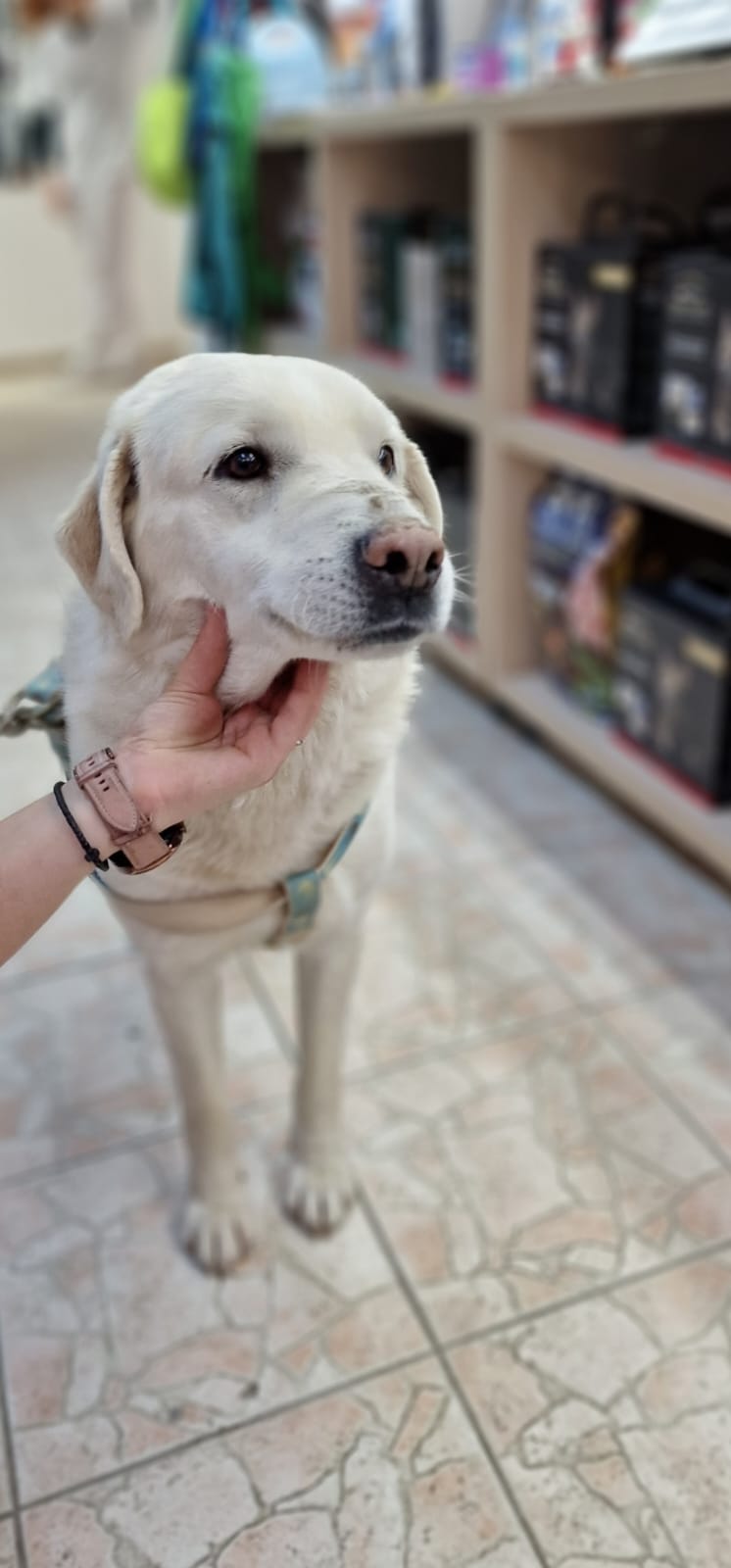 sterilizare caine (2)