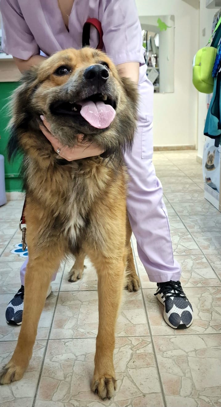 sterilizare caine (3)