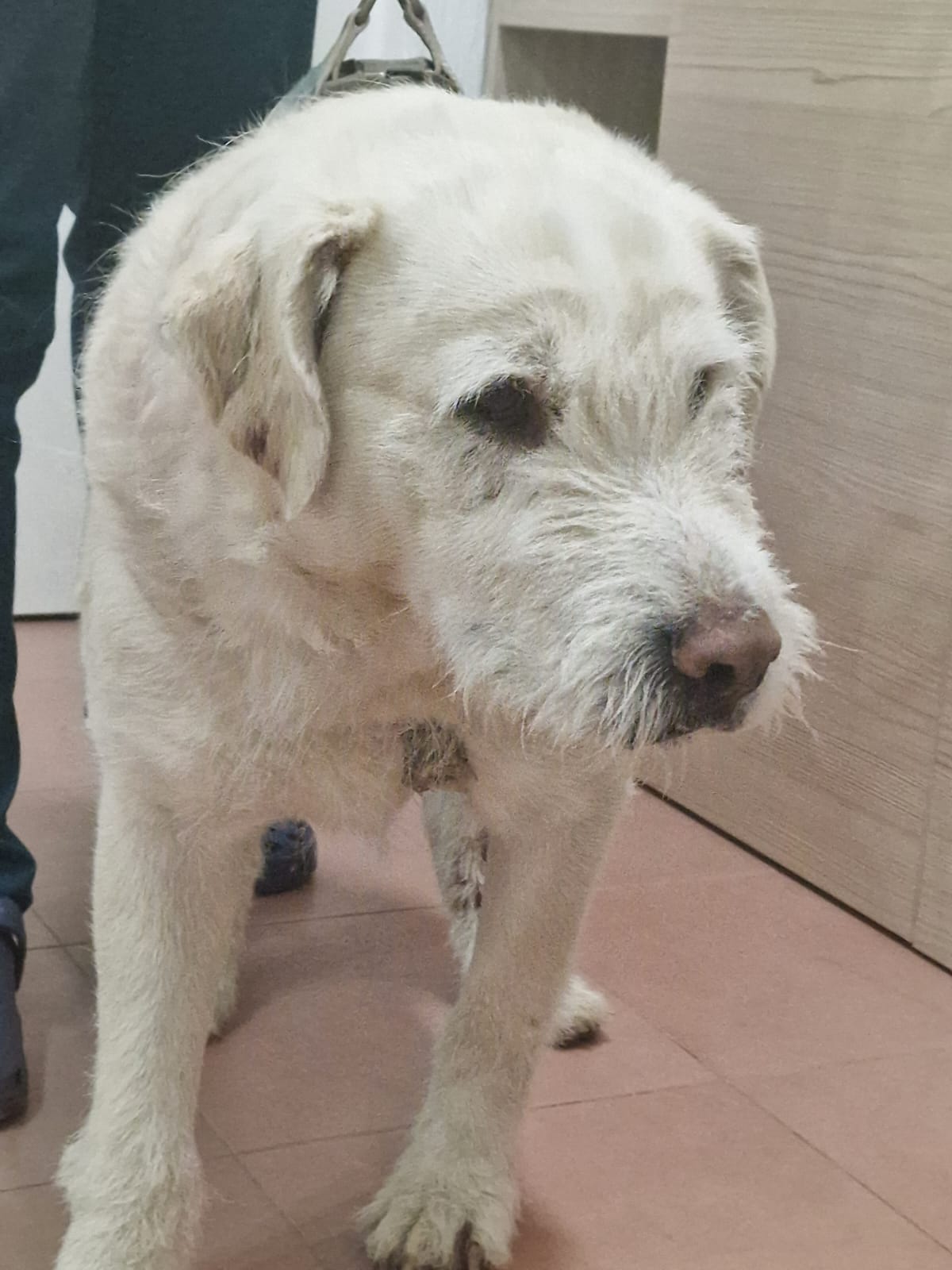 sterilizare caine (4)