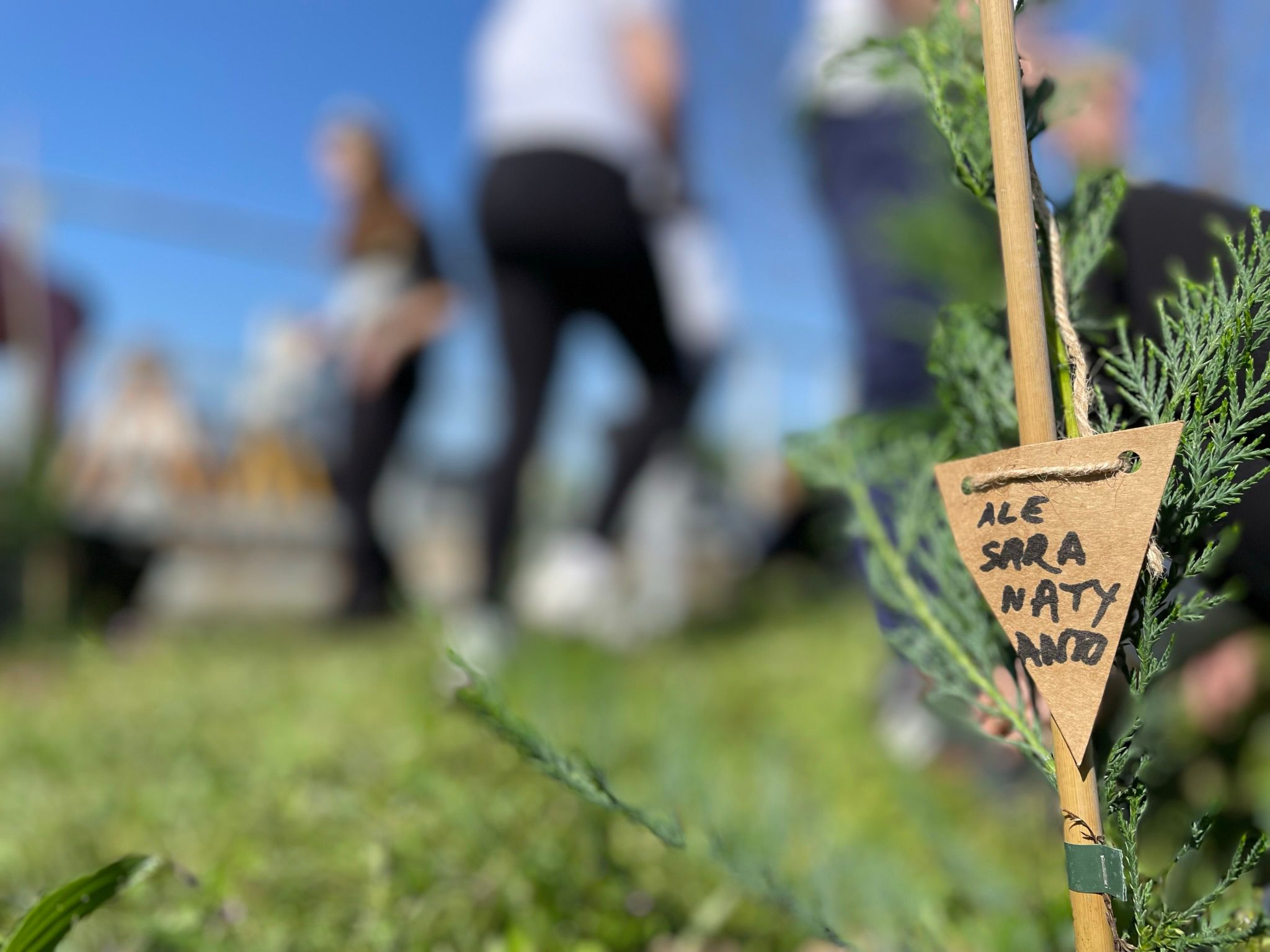 plantare plantari (21)