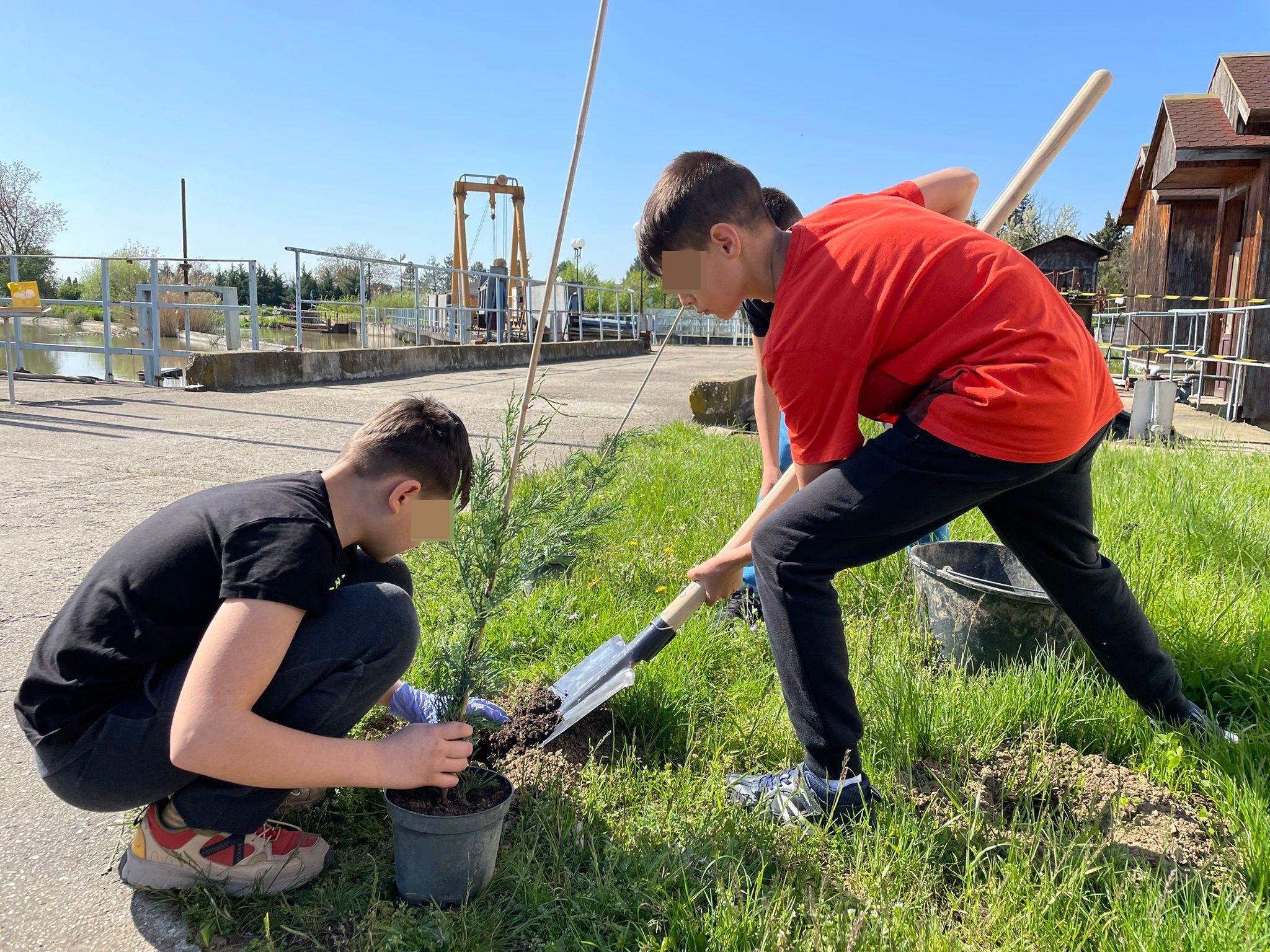 plantare plantari (22)