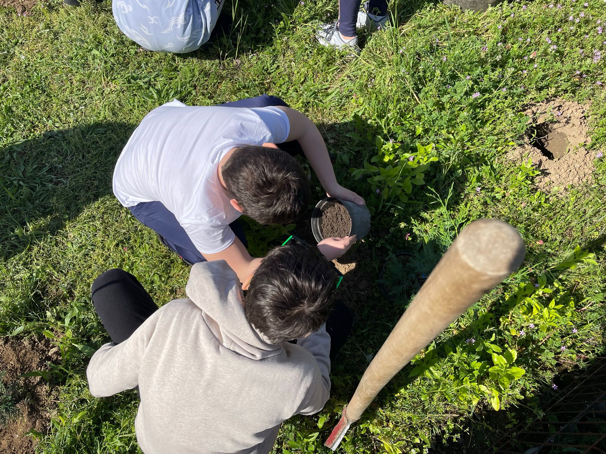 plantare plantari (27)