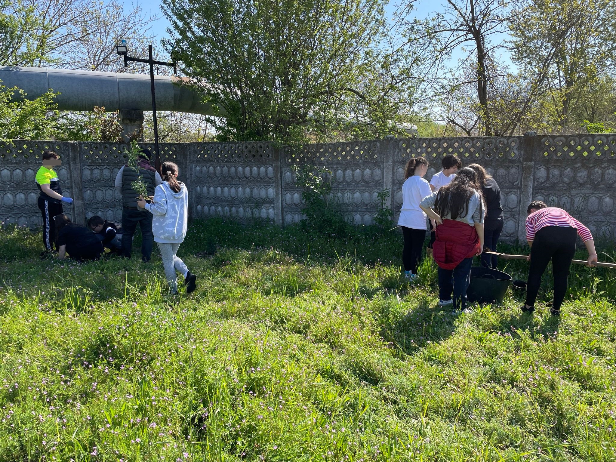 plantare plantari (28)