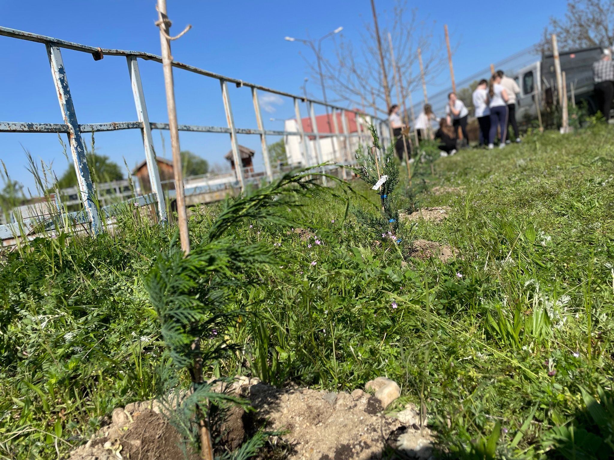 plantare plantari (33)