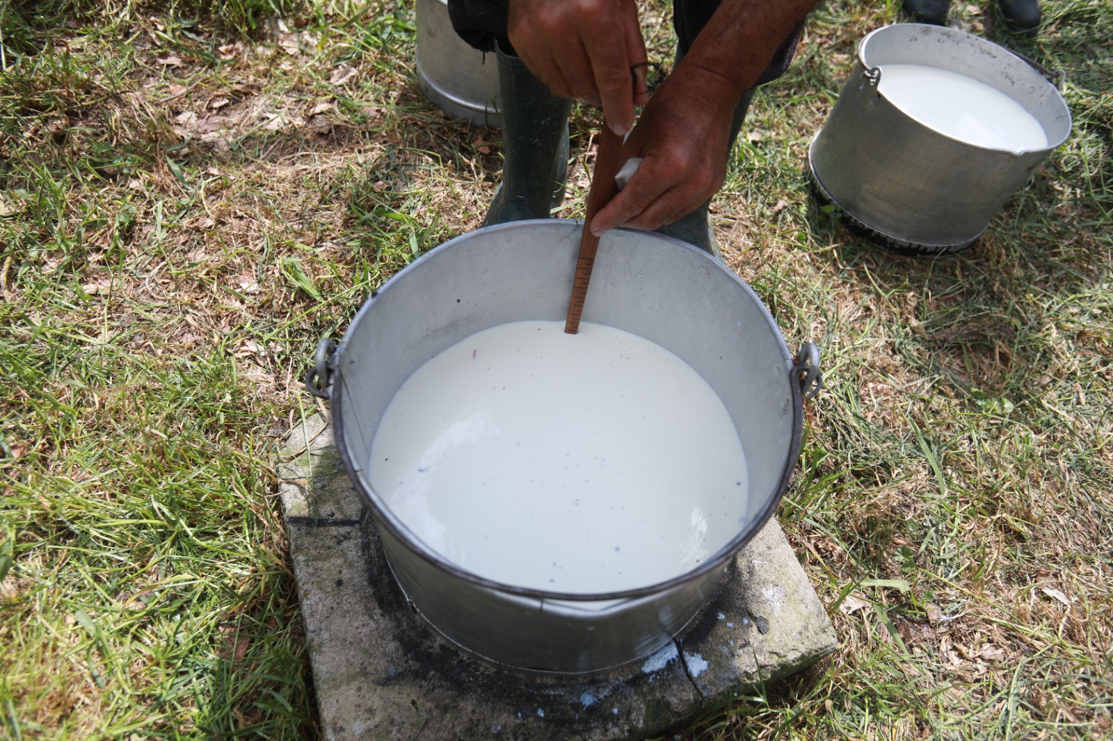 masuratul oilor rudaria 2023