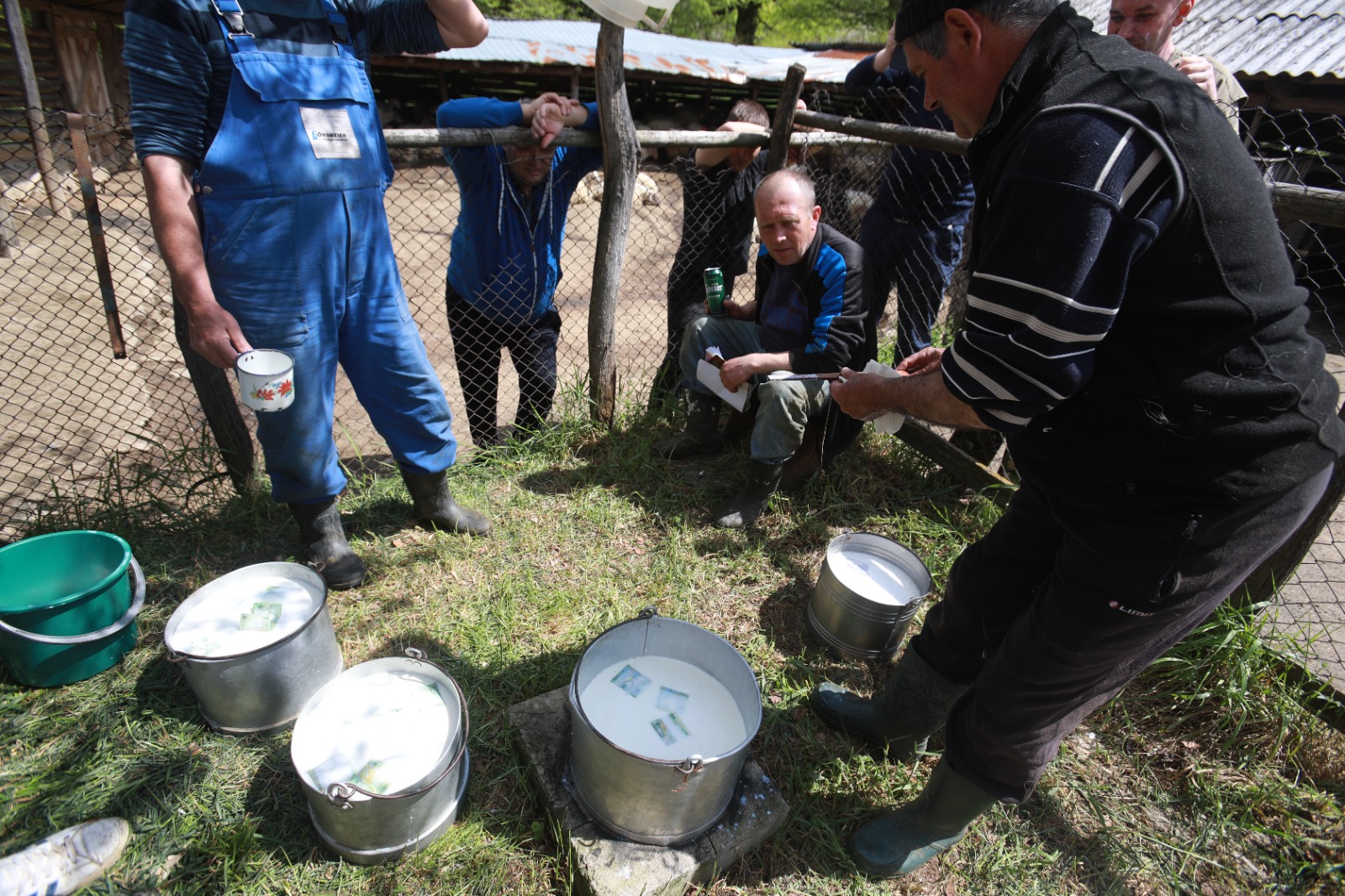 masuratul oilor rudaria 2023