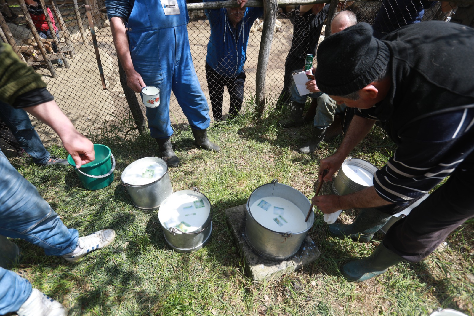 masuratul oilor rudaria 2023