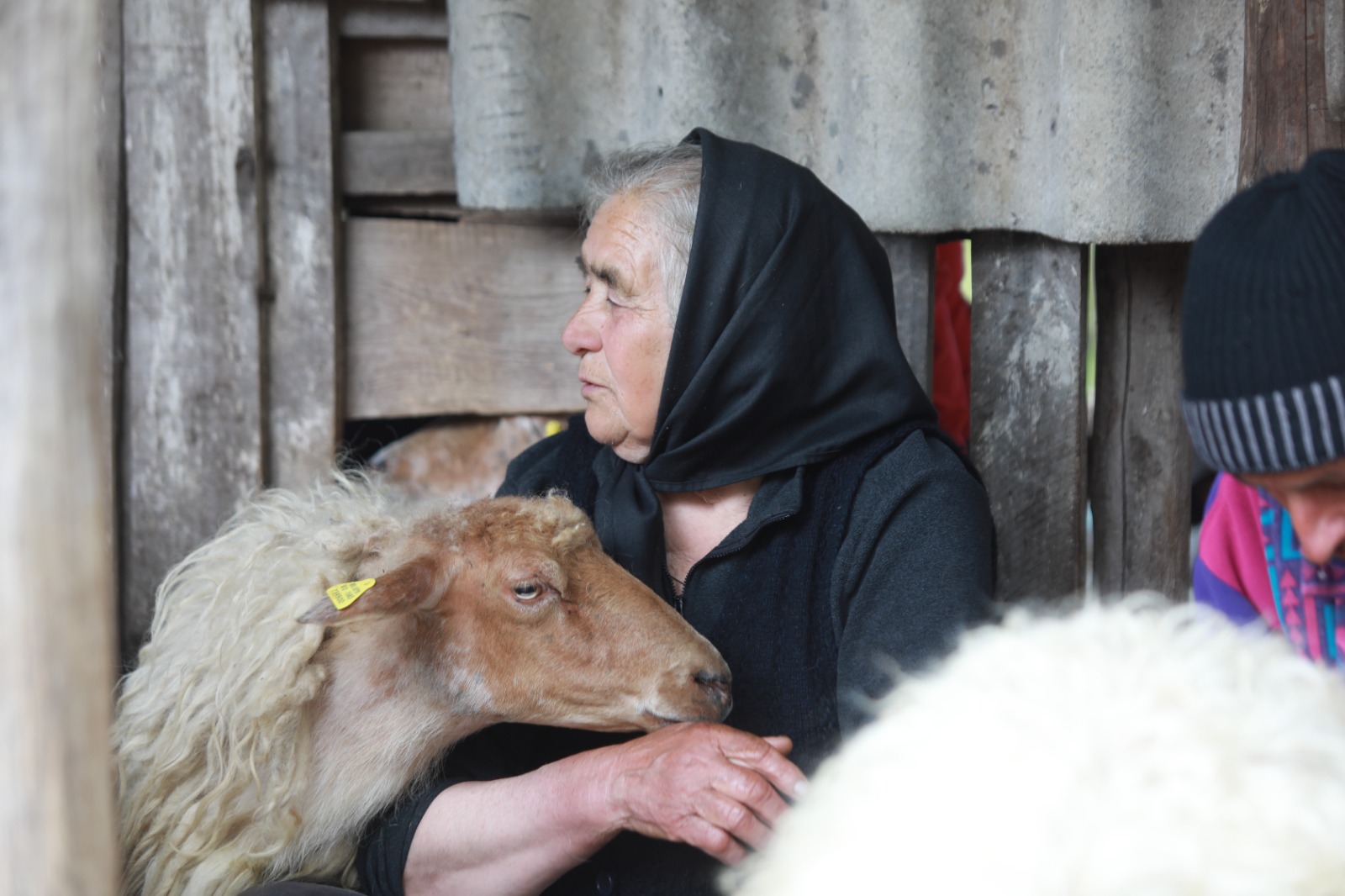 masuratul oilor rudaria 2023