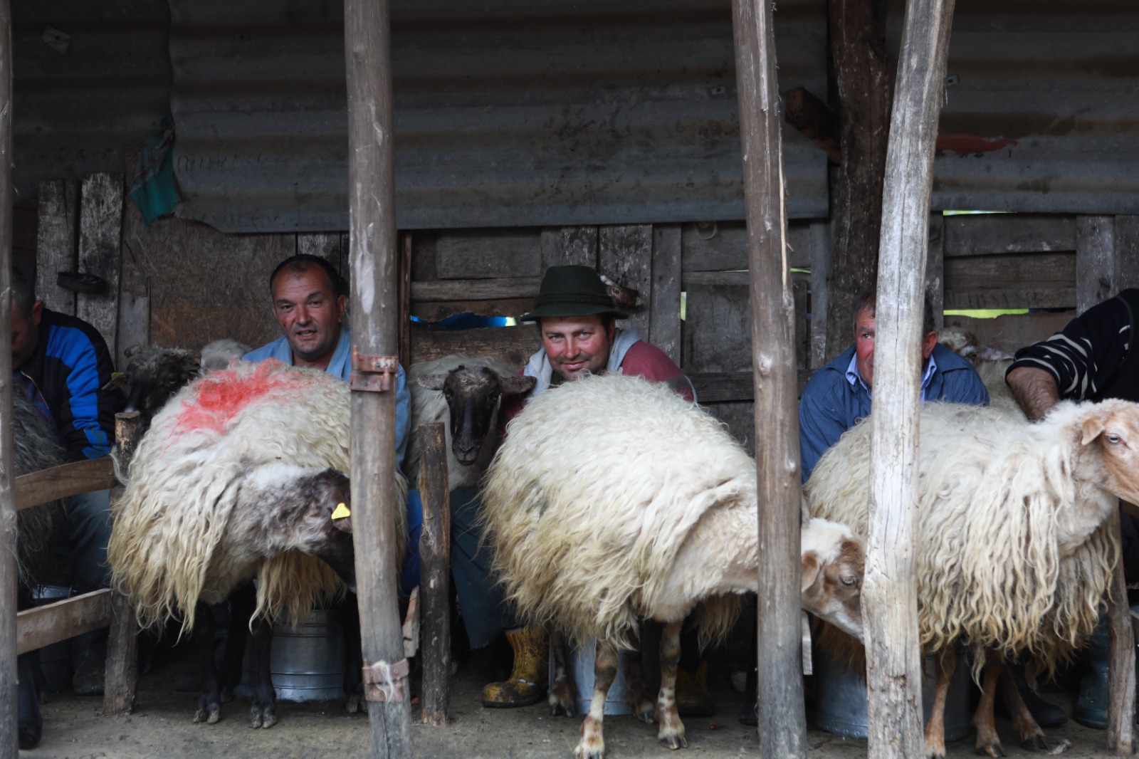 masuratul oilor rudaria 2023