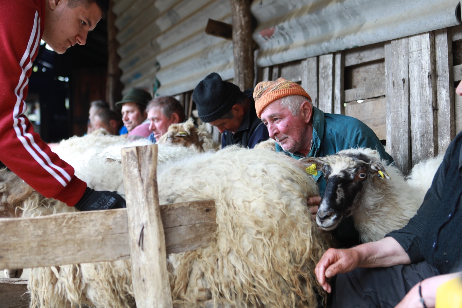 masuratul oilor rudaria 2023