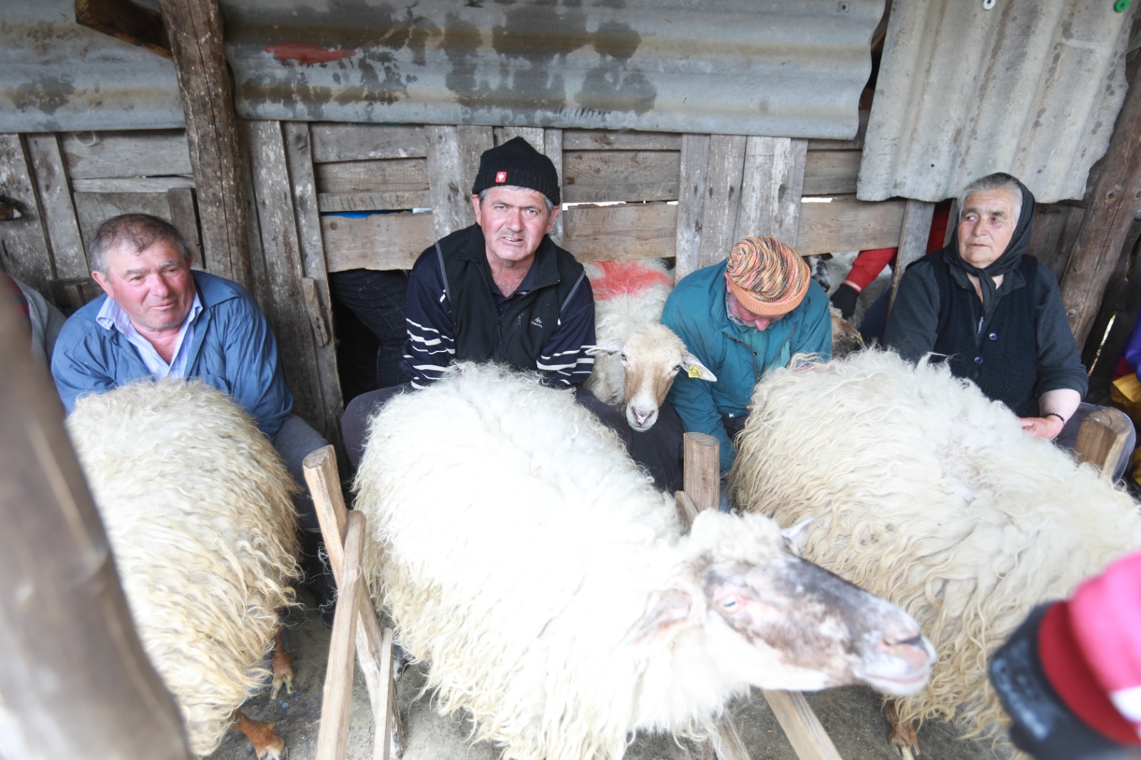 masuratul oilor rudaria 2023