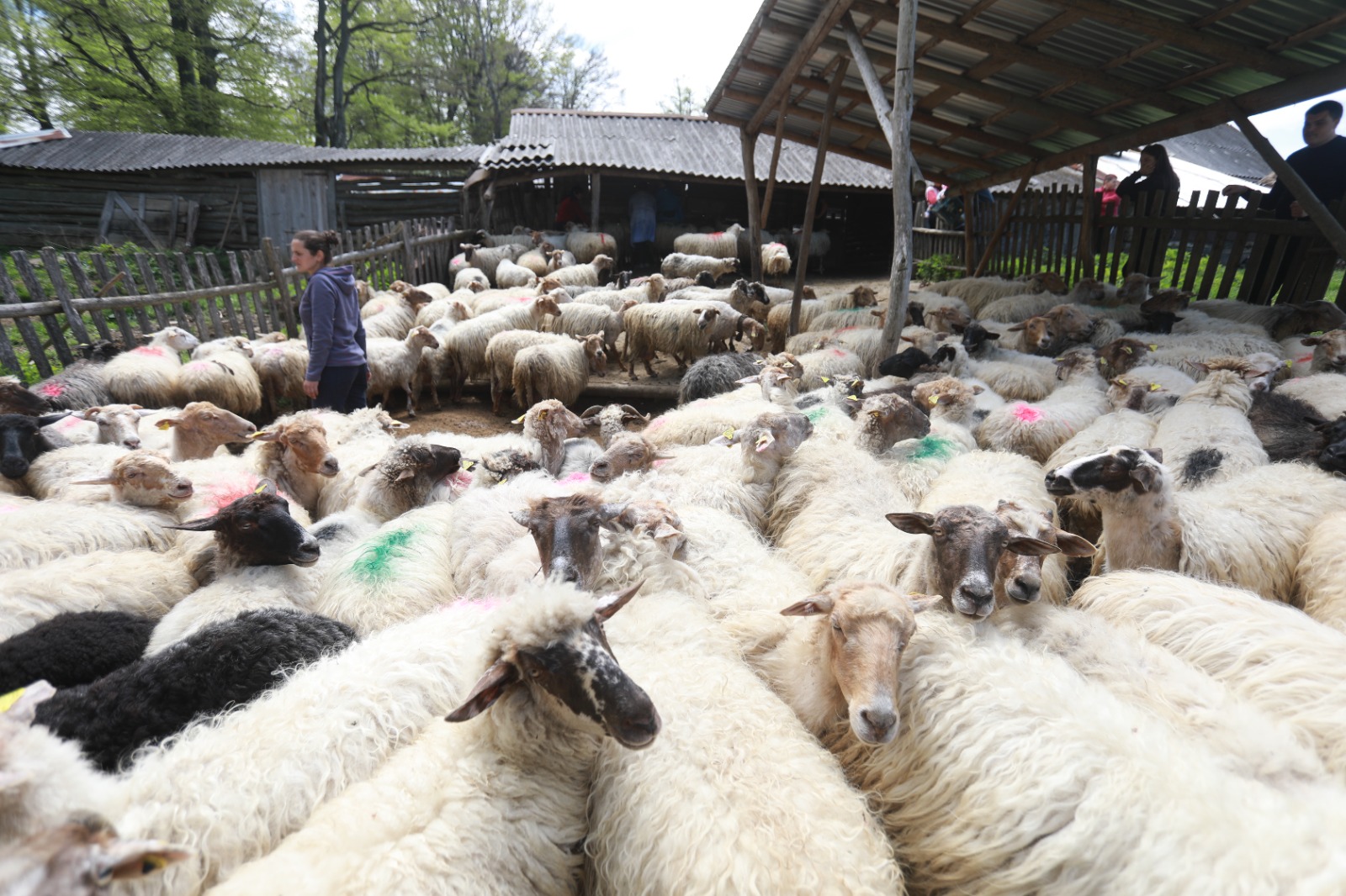 masuratul oilor rudaria 2023