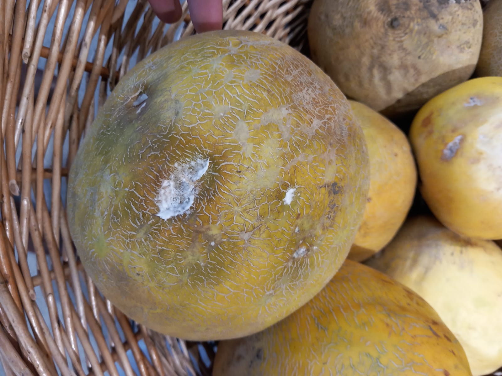 controale opc mega image timis (60)