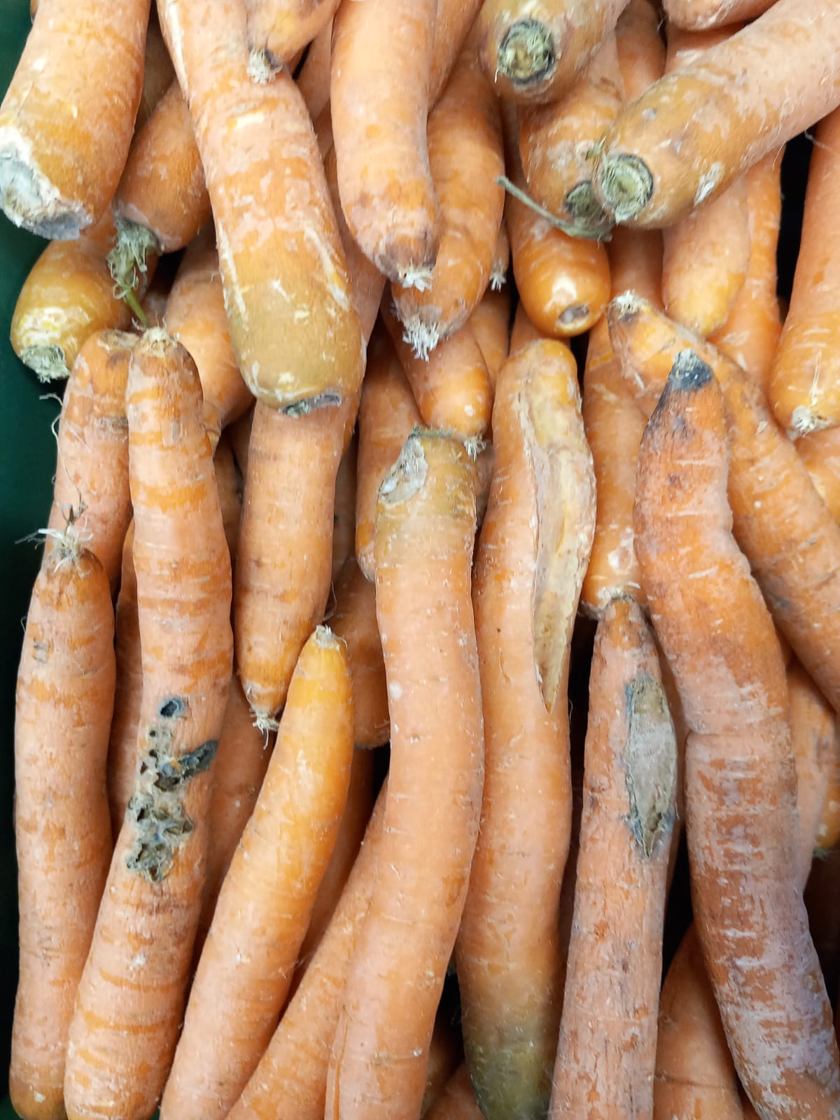 controale opc mega image timis (69)