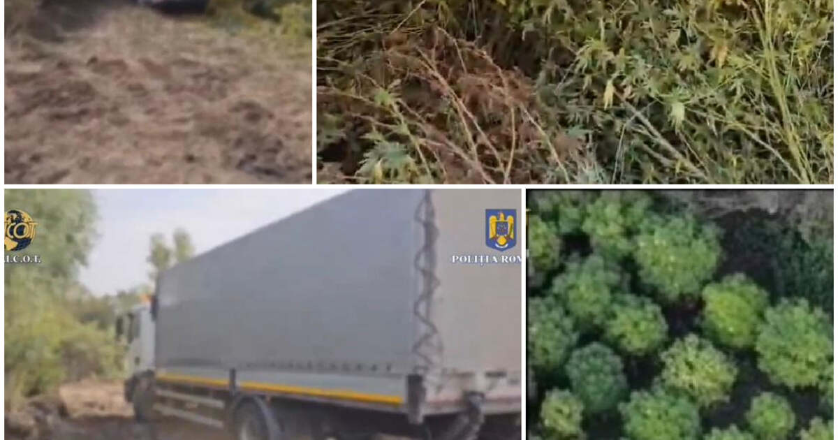 Angajații și copiii acestora din Apele Române Banat se implică în administrarea plantației de cannabis de lângă Timișoara – VIDEO.