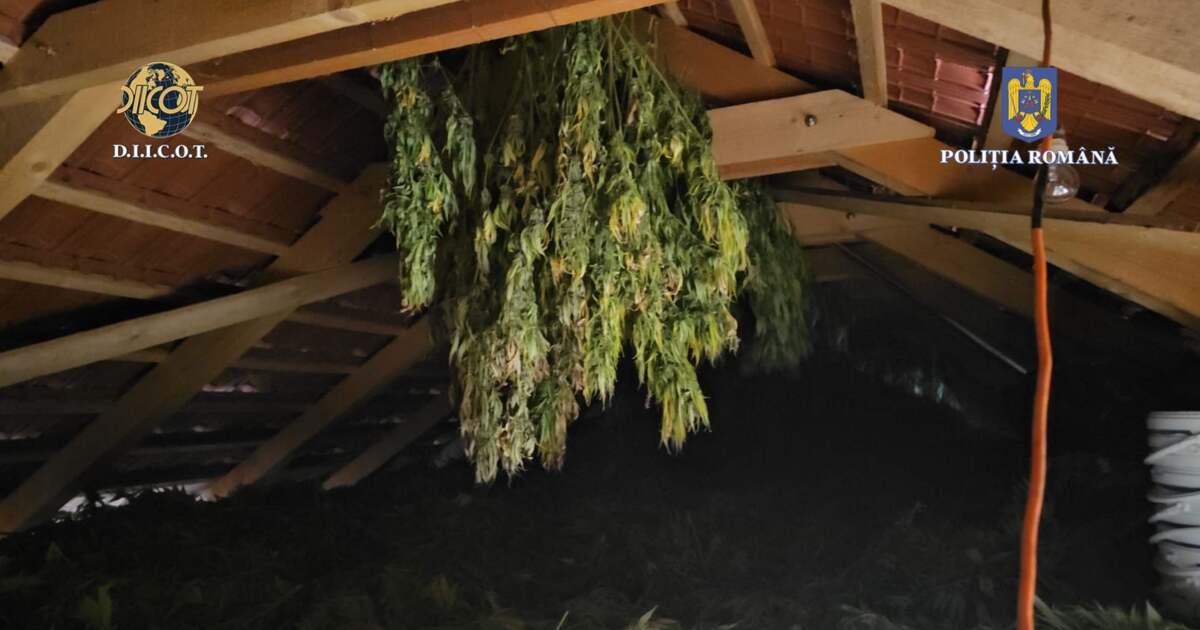 Polițiștii descoperă o plantație de droguri pe mii de metri pătrați într-un sat din Timiș, înregistrat video Polițiștii descoperă o plantație de droguri pe mii de metri pătrați într-un sat din Timiș, înregistrat video