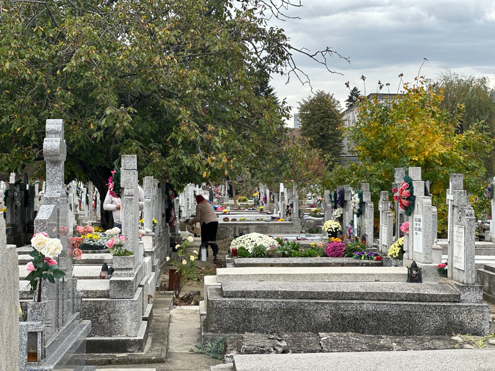 curatenie cimitire horticultura (8)