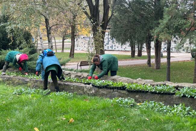 Poza pentru articolul Timișoara are, după ani de zile, un nou Registru al Spațiilor Verzi. Au fost inventariați 180.000 de arbori