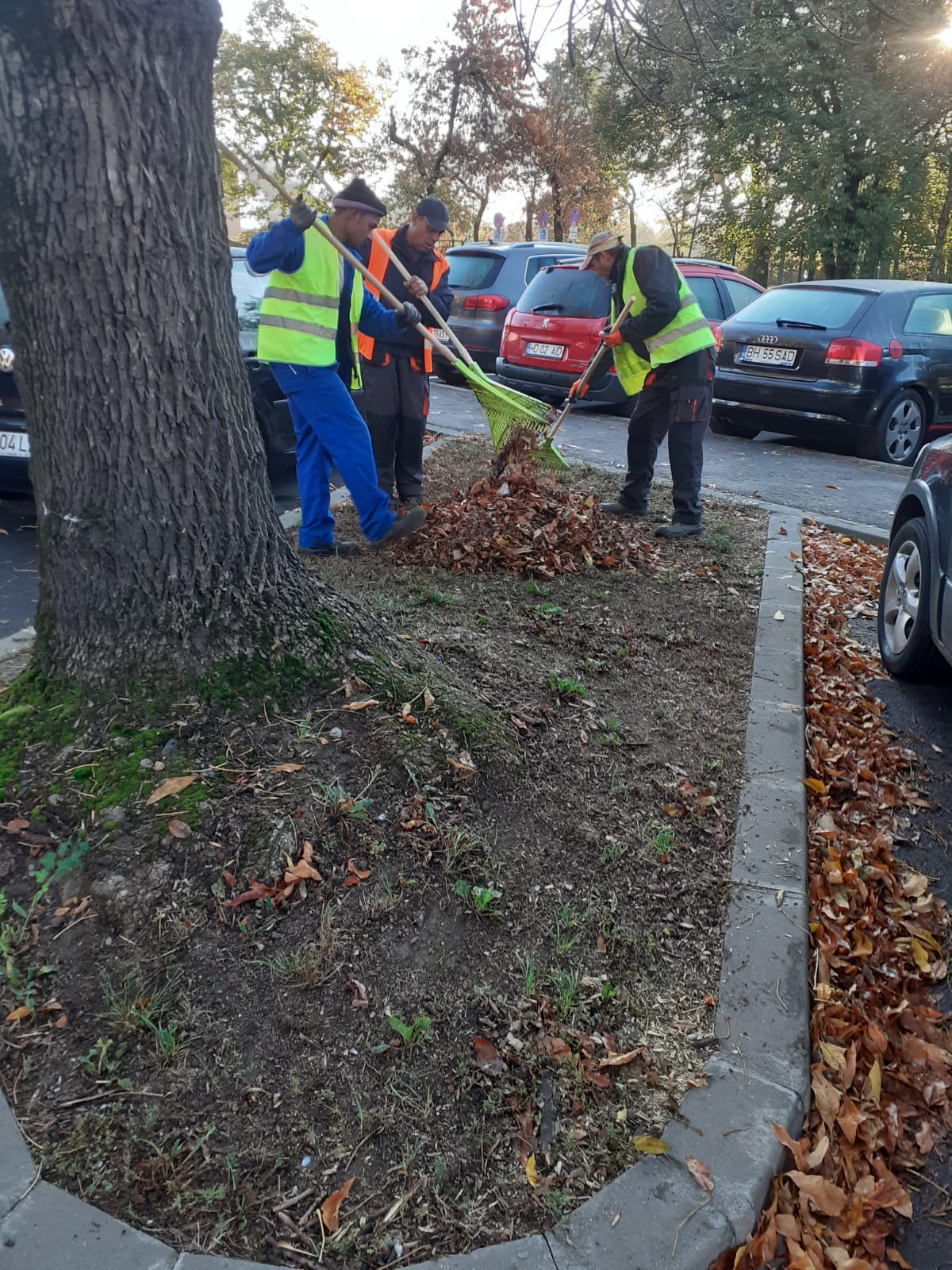 spatii verzi Piata Balcescu (6)