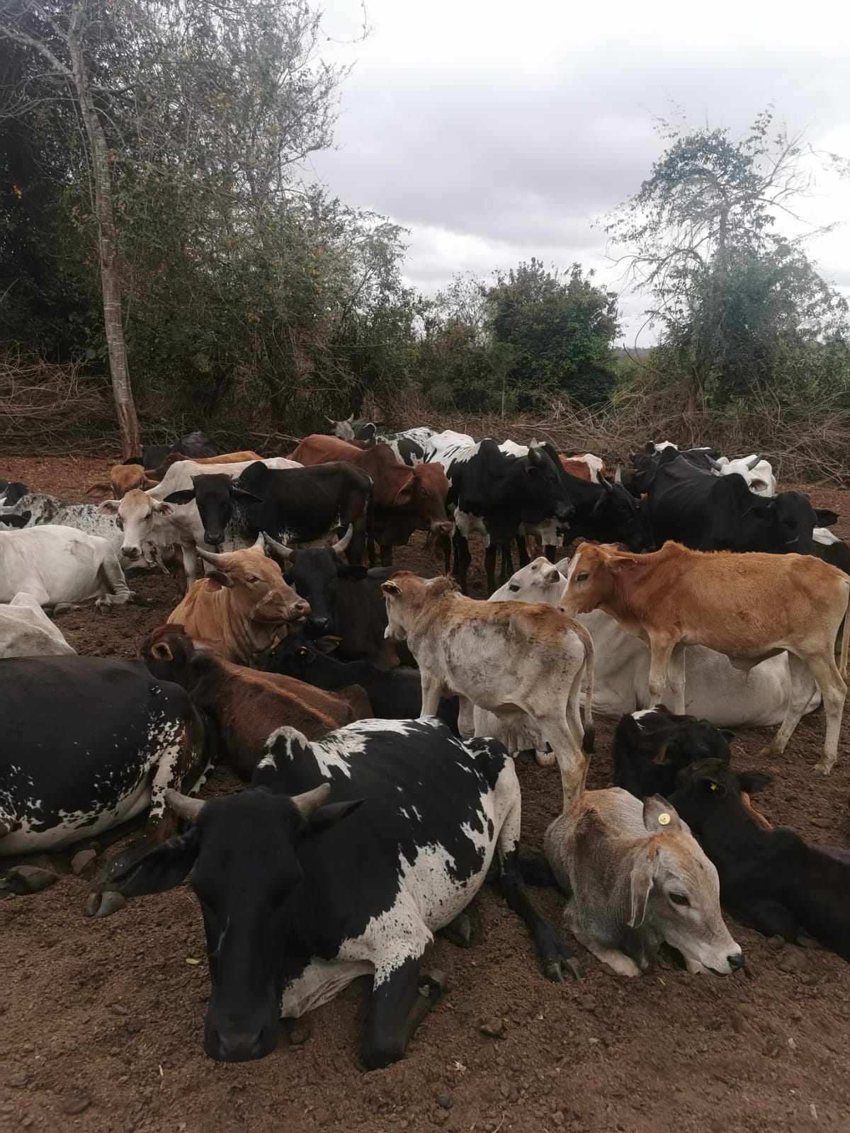 Emanuel Ngaga Leyani masai (27)