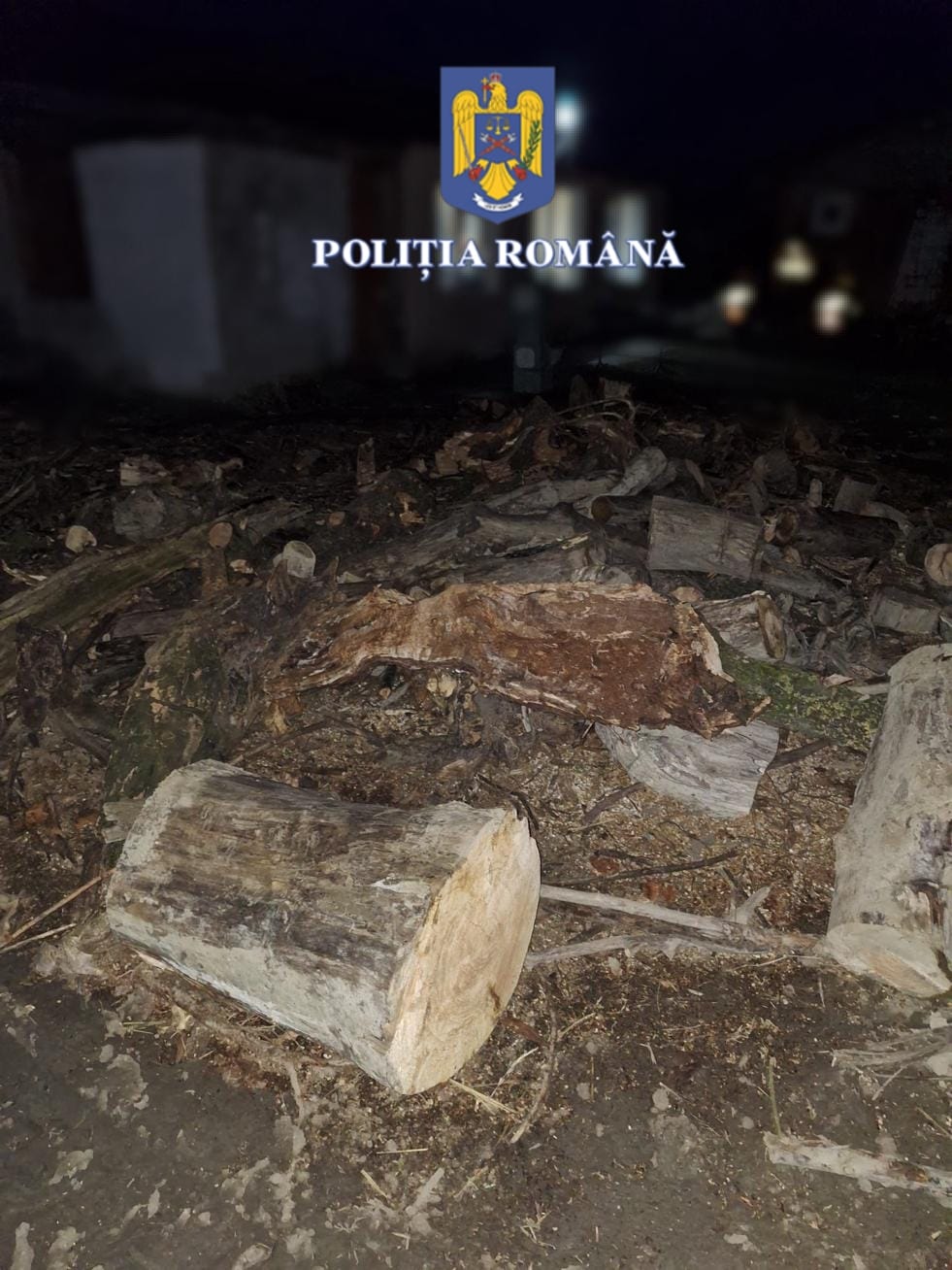 lemne arbori furati (3)