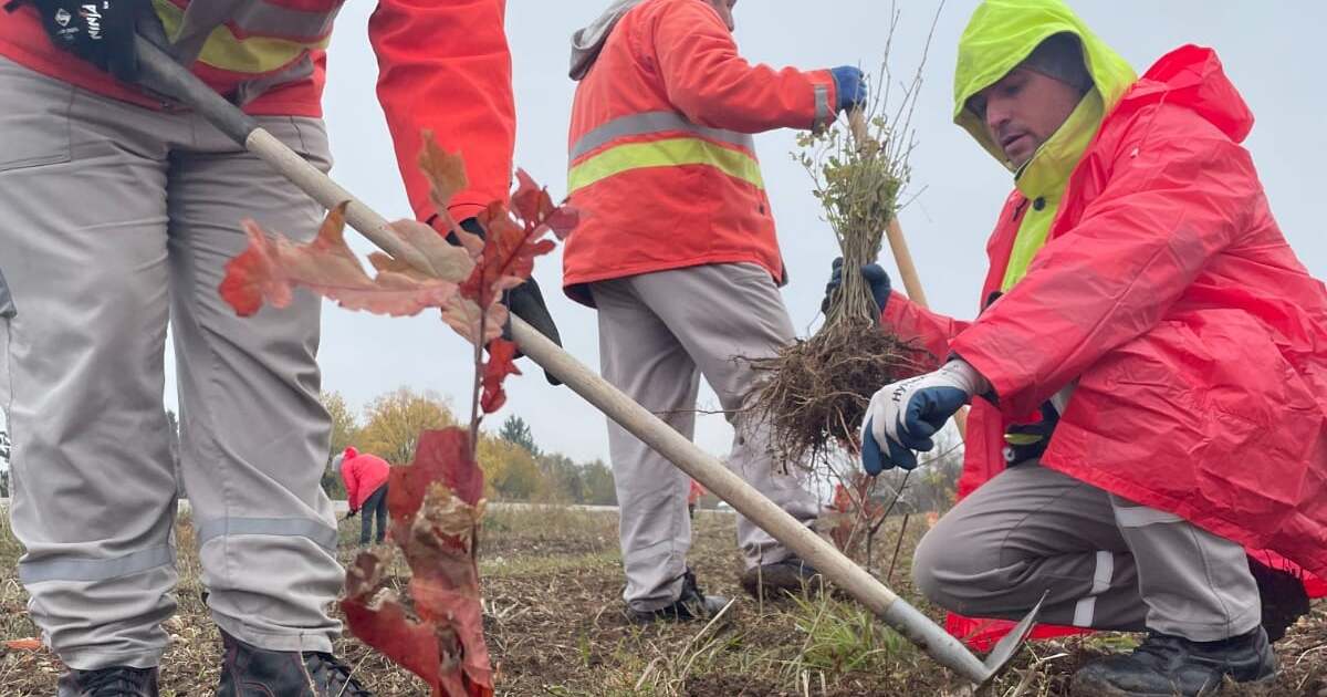 Locuitorii din Timiș pot contribui la plantarea pădurei de protecție din Giarmata. Locuitorii din Timiș pot contribui la plantarea pădurei de protecție din Giarmata.
