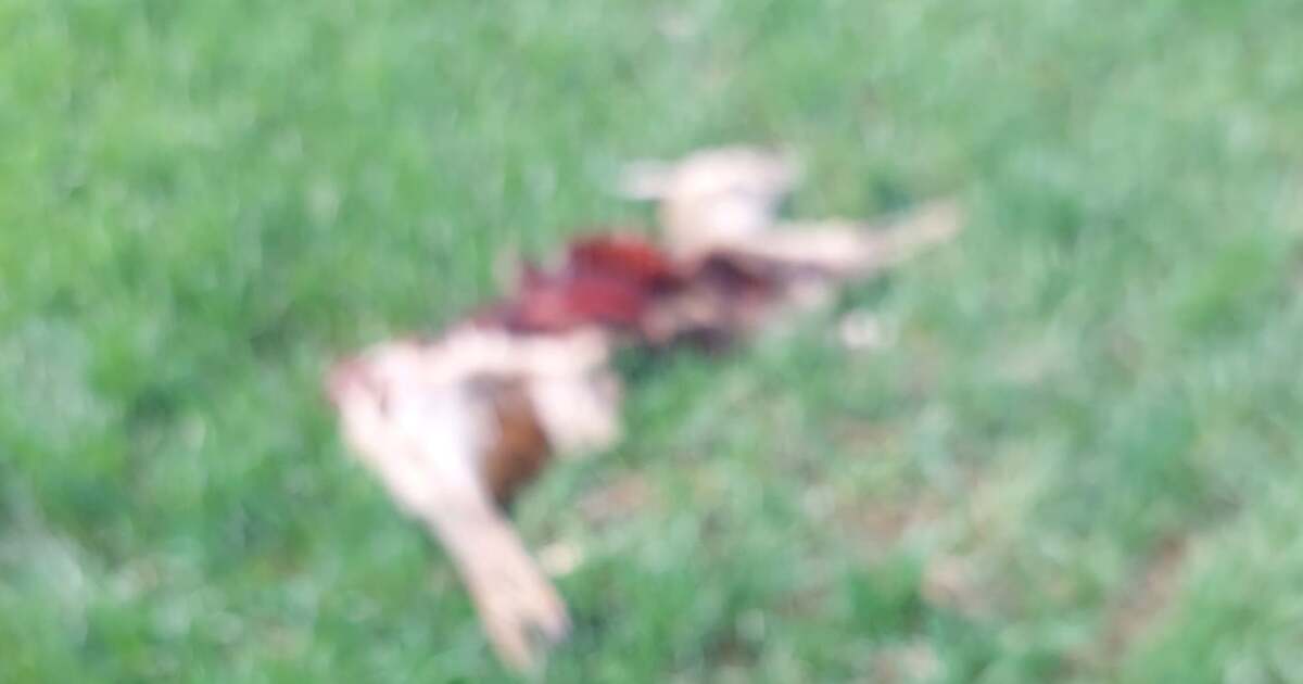 Mai multe animale decedate pe câmpurile din Timiș, amenzi usturătoare. Mai multe animale decedate pe câmpurile din Timiș, amenzi usturătoare.