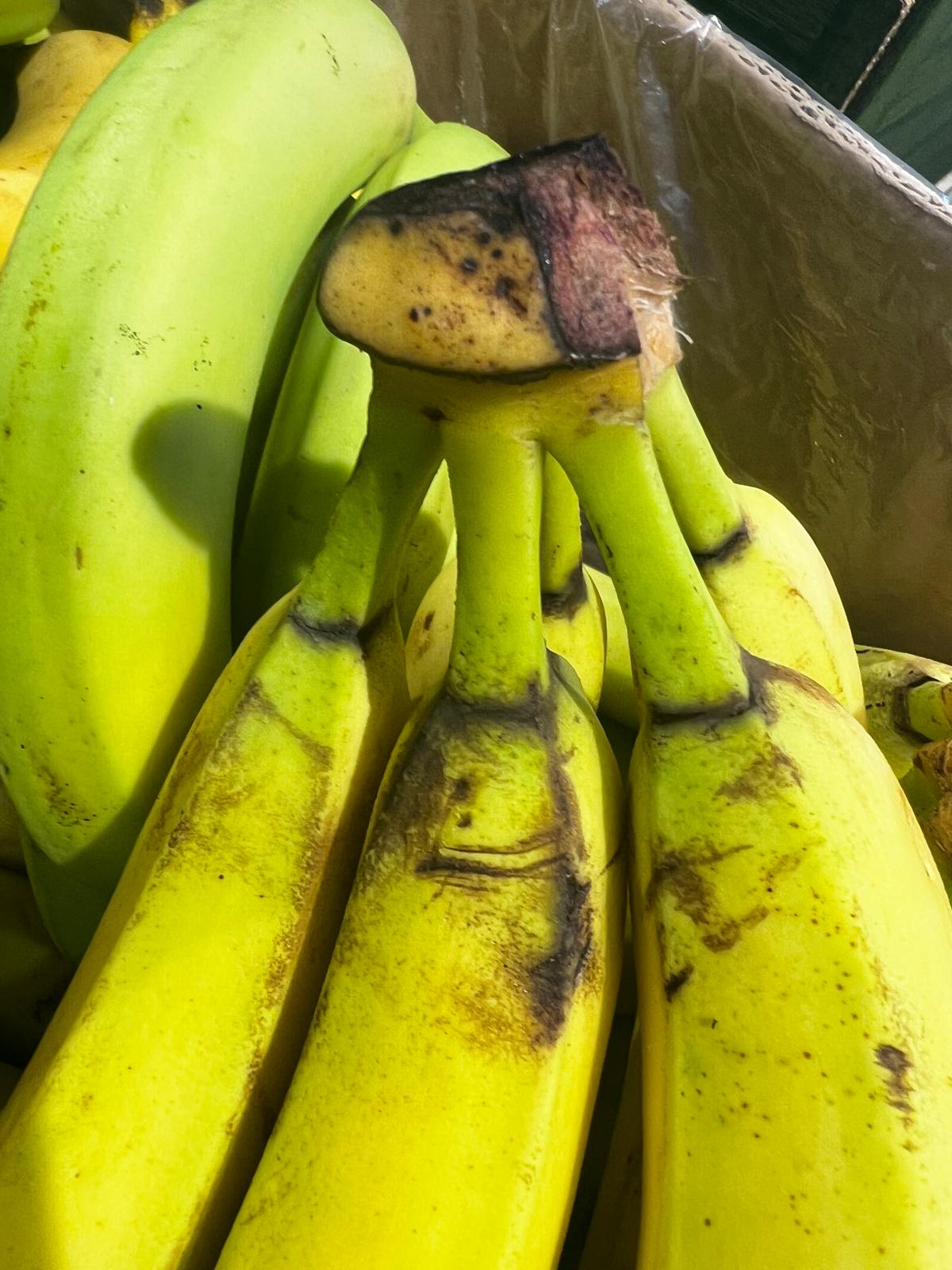 control opc lidl (81)