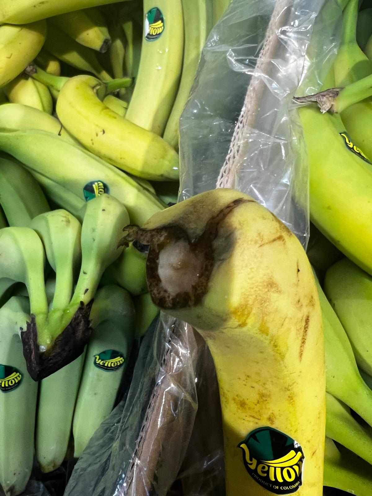 control opc lidl (82)