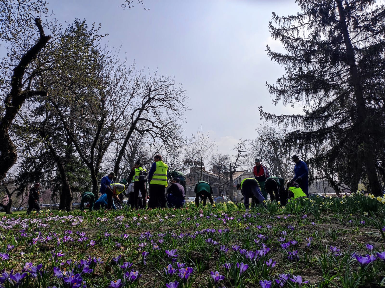 Parcul Justiției lucrări Horticultura 5