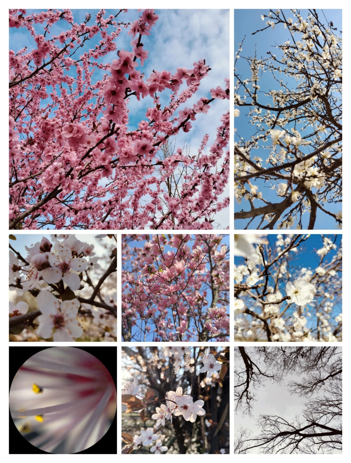 portretul primaverii expozitie cecart (3)