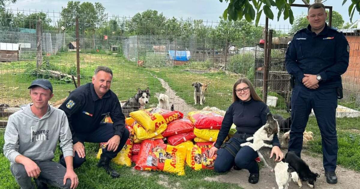 Jandarmii lugojeni au hrănit peste 100 de câini din Timiș. Jandarmii lugojeni au hrănit peste 100 de câini din Timiș.