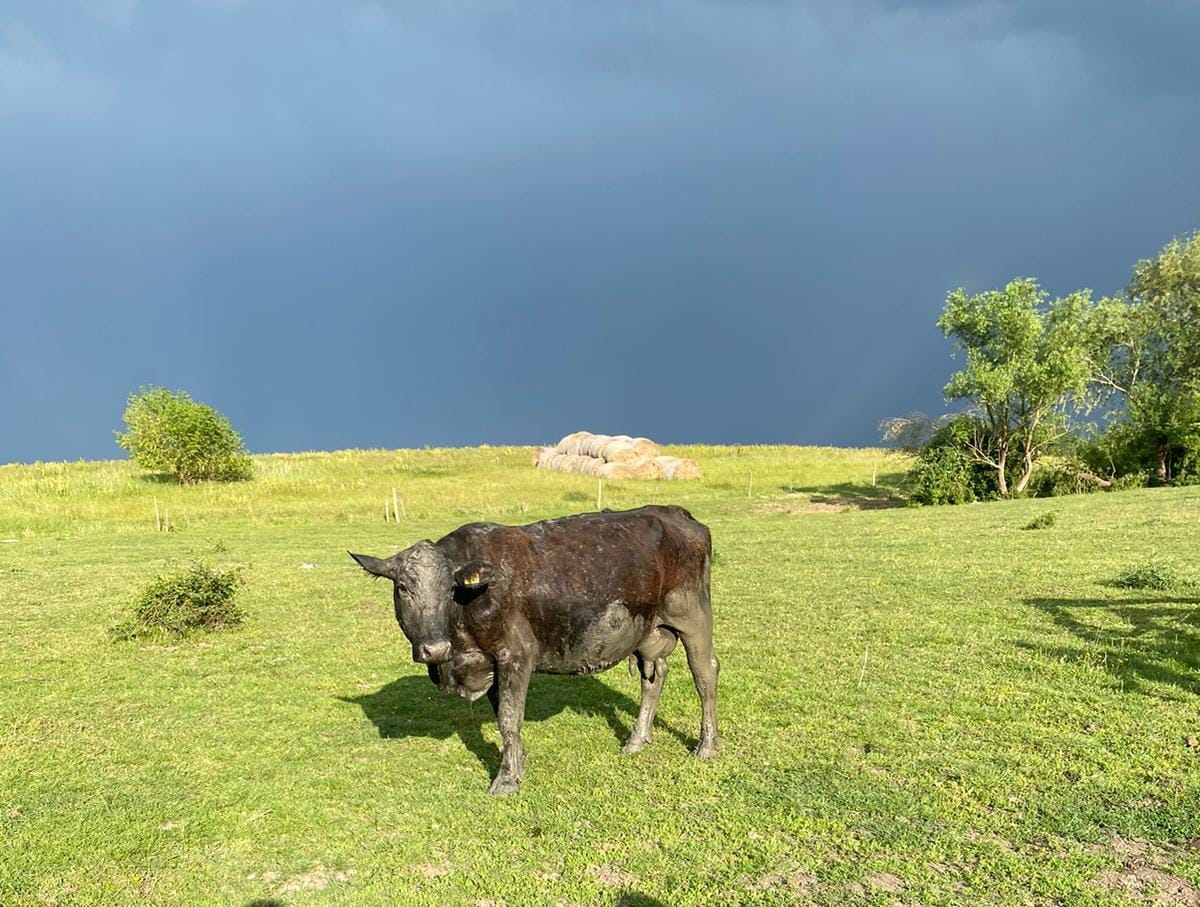 vaca salvata din noroi buzias (4)