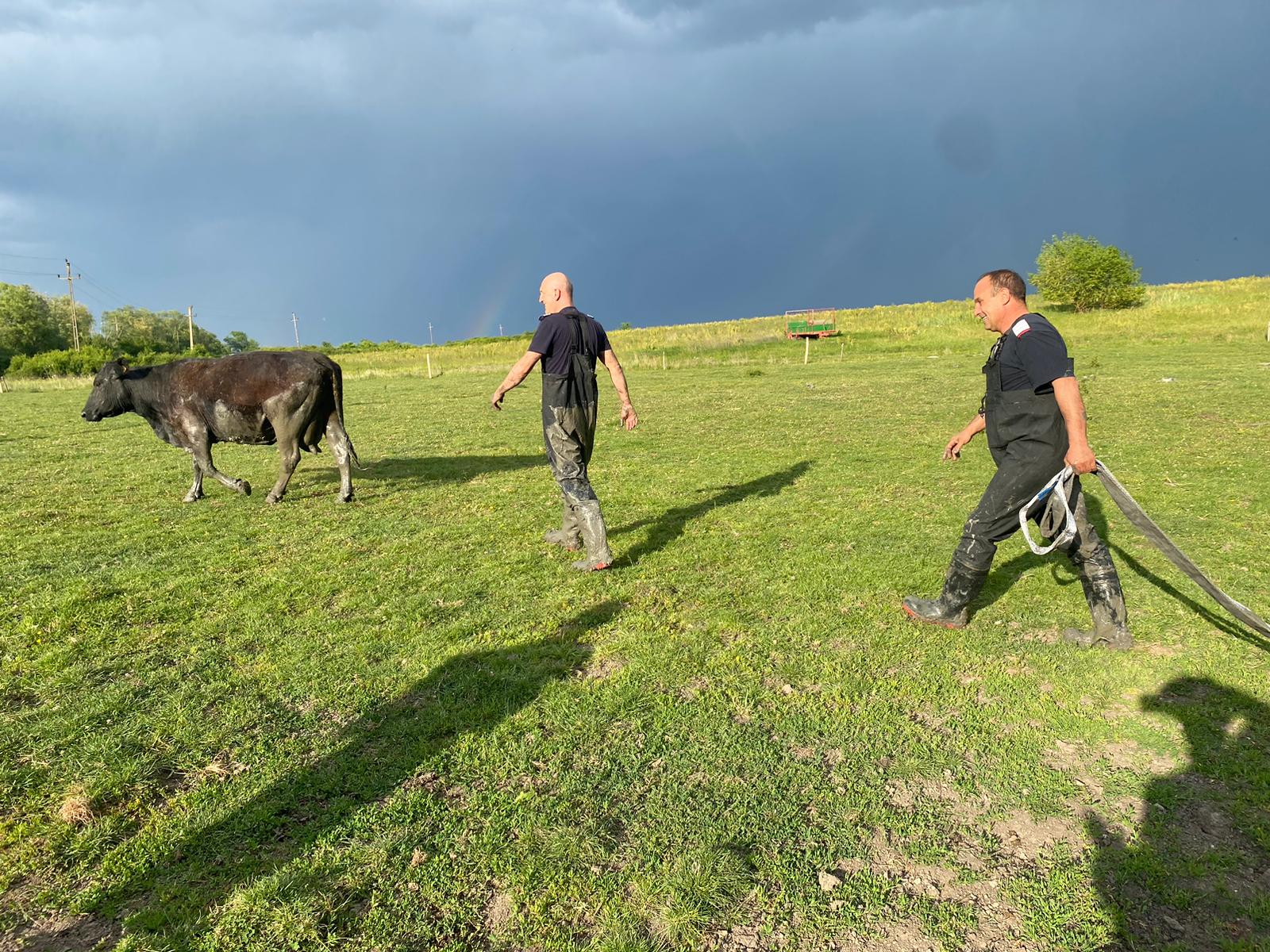 vaca salvata din noroi buzias (3)