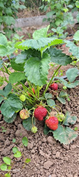 buna mica pesac (15)