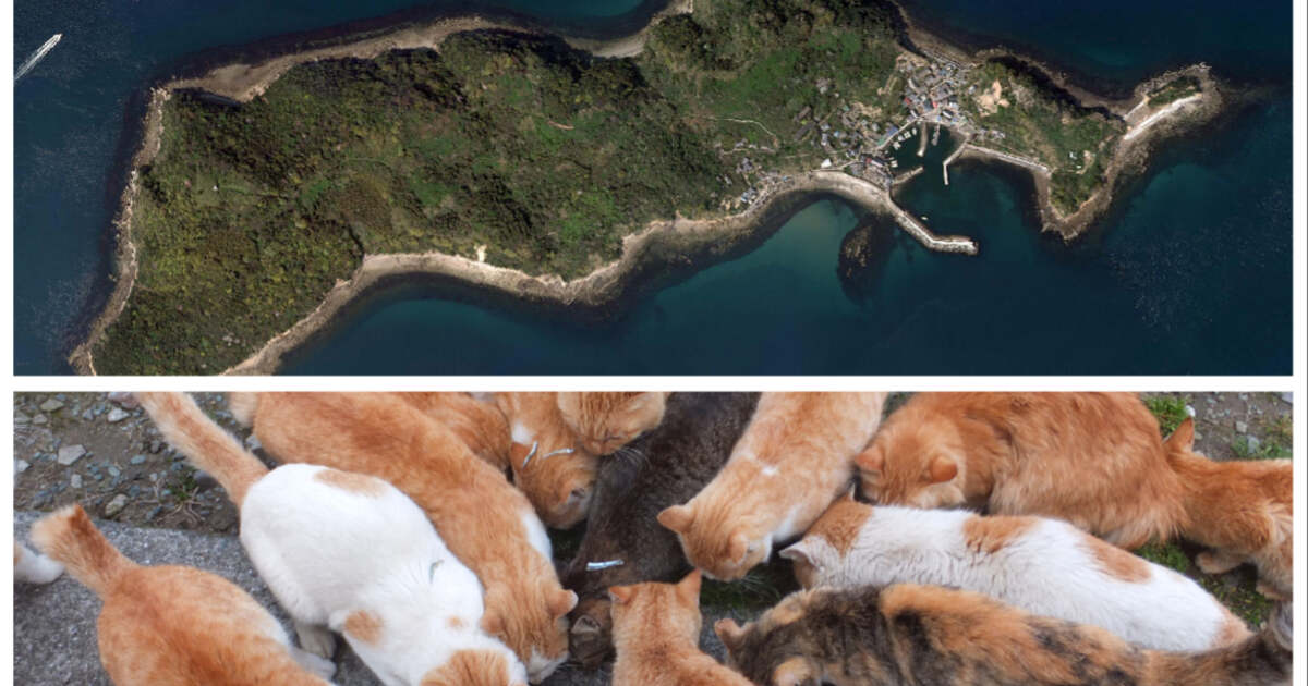 Insula japoneză bogată în pisici - o atracție turistică unică