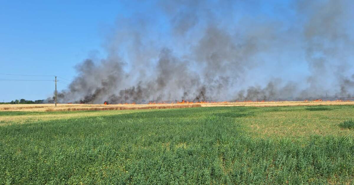 Foarte mult teren ars în Timiș. Riscul de incendiu la casele din Urseni.