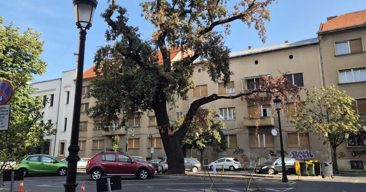 Un stejar din parcarea Primăriei Timișoara a fost tăiat. Un stejar din parcarea Primăriei Timișoara a fost tăiat.