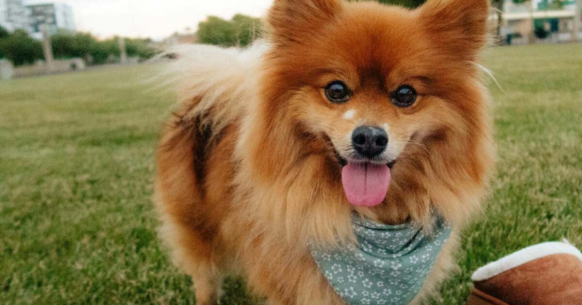 Dolce&Gabbana au scos un parfum special pentru catei. Dolce&Gabbana au scos un parfum special pentru catei.