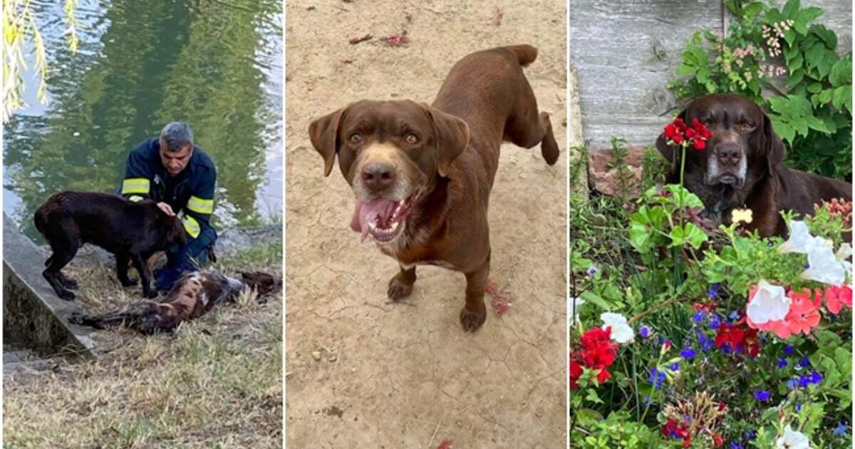 Câinele așteptând plângând pe mal prietena cățelușă înecată, adoptat afară