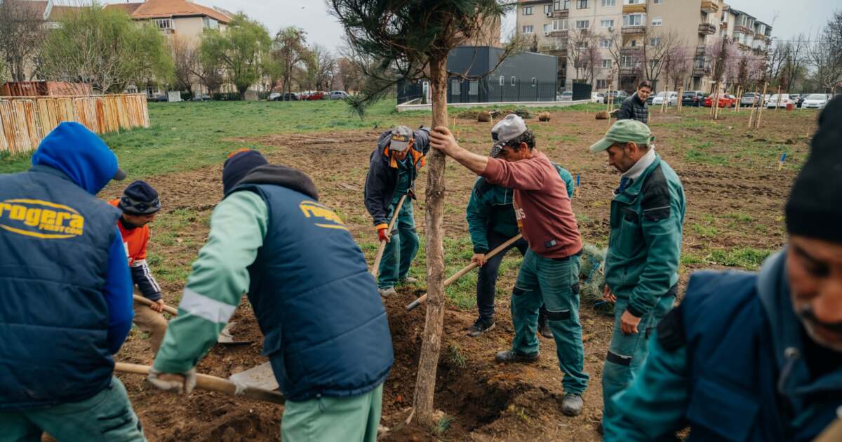 Mai mult de 2.500 de arbori plantați în Timișoara în toamnă Mai mult de 2.500 de arbori plantați în Timișoara în toamnă