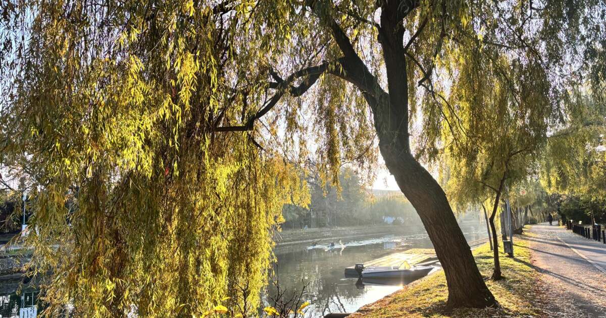 Activități interesante de făcut în Timișoara pe 29 octombrie 2025.