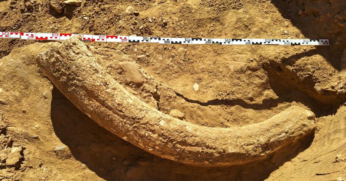 Descoperit în România: colți uriași de mamut contemporani cu oamenii moderni Descoperit în România: colți uriași de mamut contemporani cu oamenii moderni