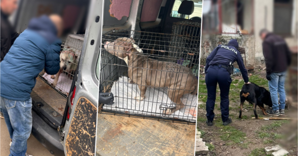 Polițiștii au salvat câini ținuți în condiții necorespunzătoare în Timișoara. Polițiștii au salvat câini ținuți în condiții necorespunzătoare în Timișoara.